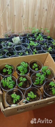 Рассада помидор черри