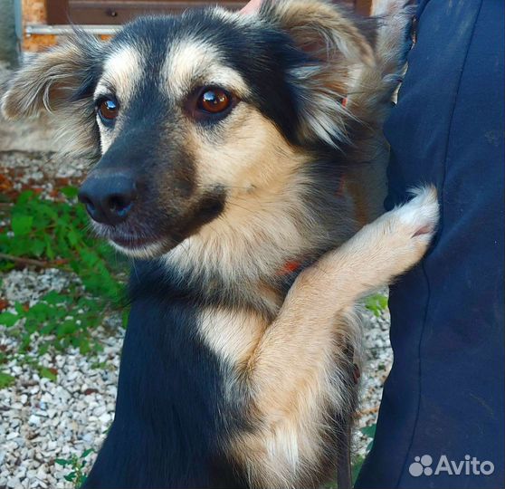 Собака в добрые руки