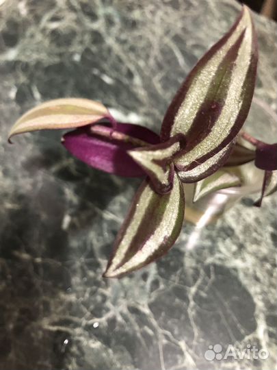 Традесканция