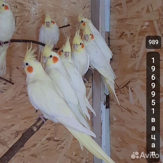 Попугай корелла, молодые птенцы