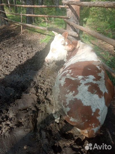 Животные коровы бык