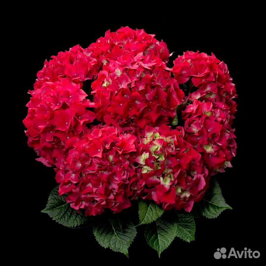 Гортензия крупнолистная саженцы