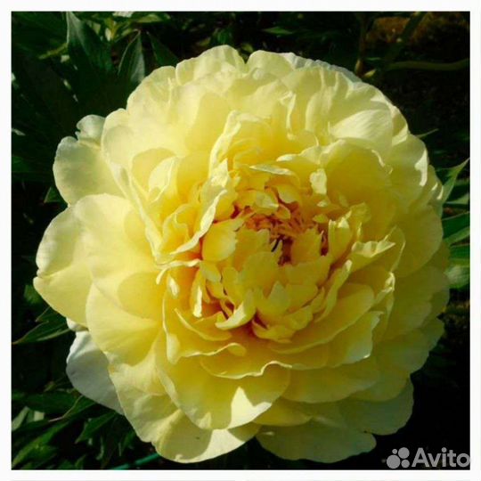 Пионы корни