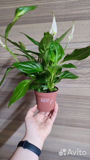 Спатифиллум(женское счастье)