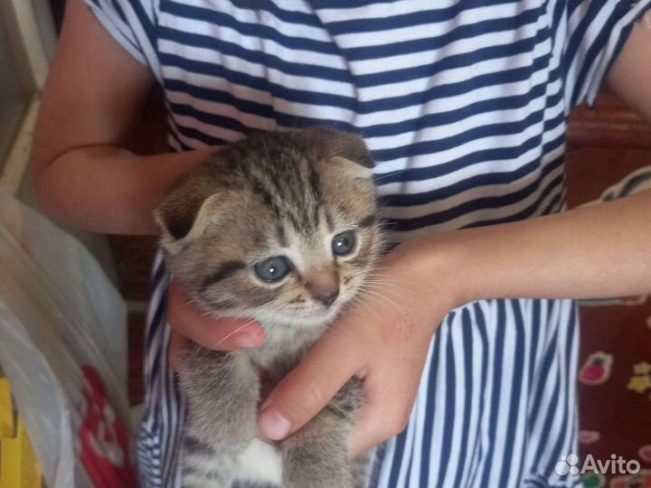 Шотландская