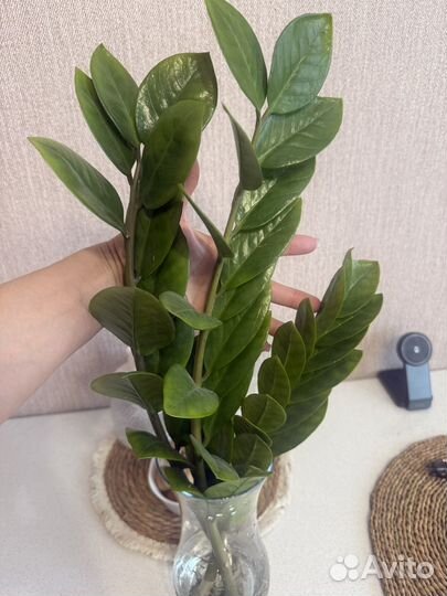 Замиокулькас