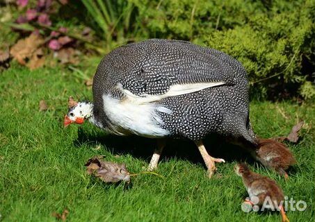 Инкубационное яйцо цесарки