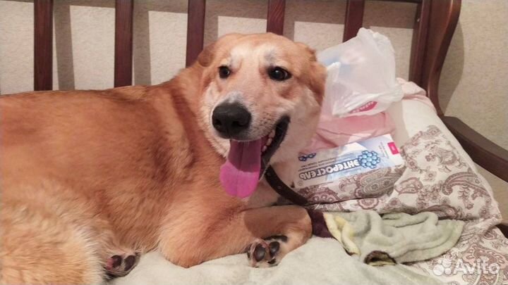 Собаки бесплатно