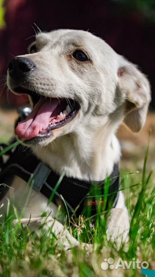 Кнопа в добрые руки