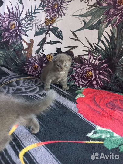 Шотландские котята