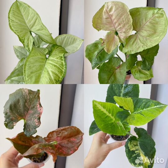 Сингониумы коллекционные