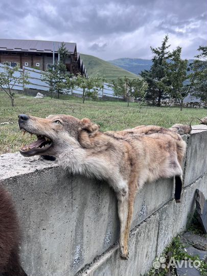 Шкура медведя имитация