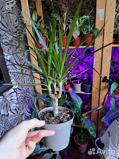 Драцена маргината