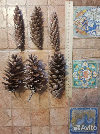 Шишки сосновые большие