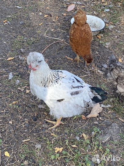 Молодые петушки