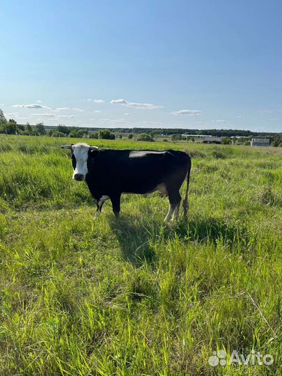 Корова дойная