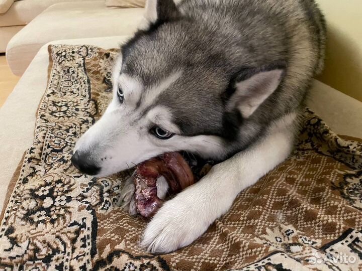 Бычий корень, производим вкусняшки для собак