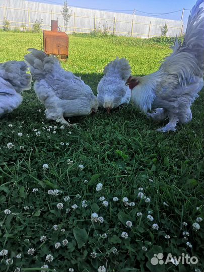 Цыплята и куры брама