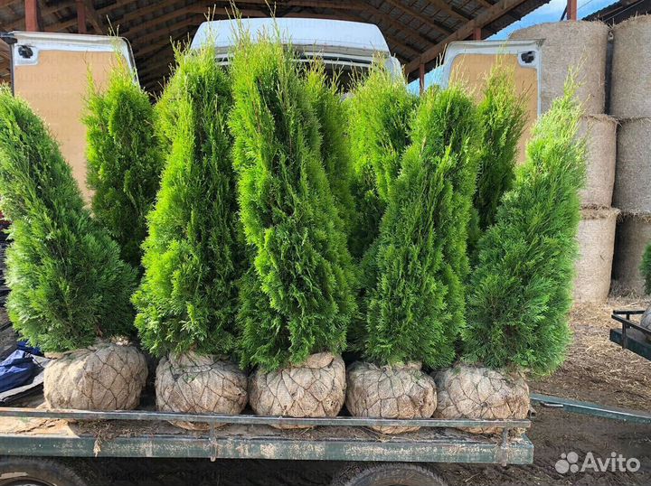 Туя Смарагд. Туи в горшках и в комах