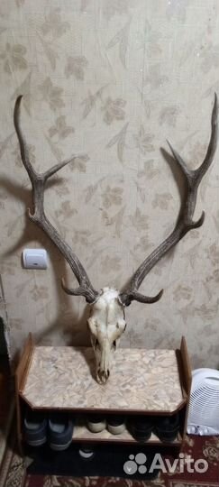 Рога оленя