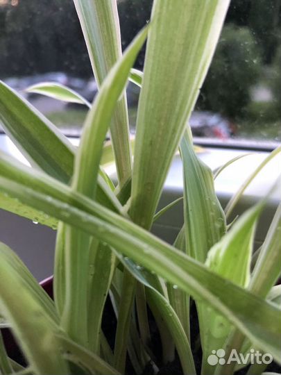 Молодые хлорофитумы