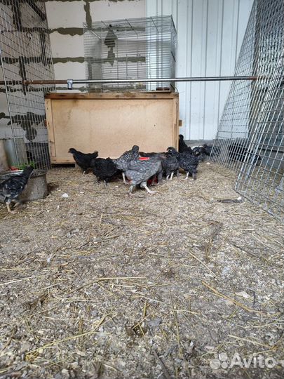 Инкубационное яйцо и цыплята