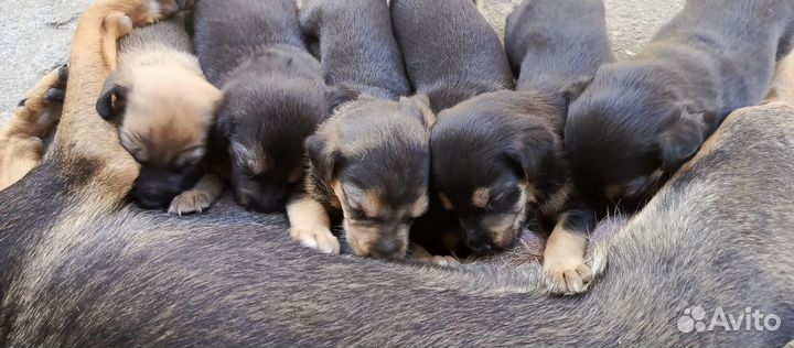 Щенки