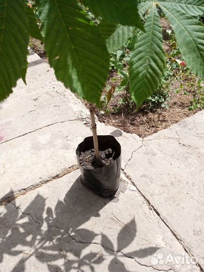 Саженцы каштана конского