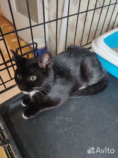 Котёнок в белых носочках 4,5 месяца