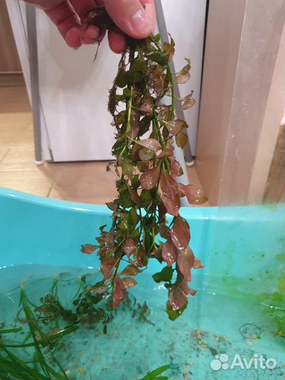 Анциструсы сомы, улитки, аквариумные растения