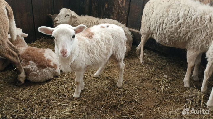 Катумские ягнята