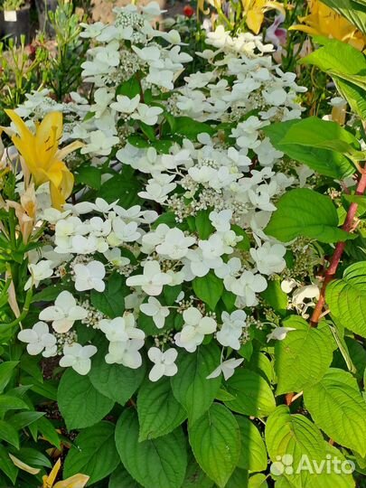 Гортензия саженцы метельчатая