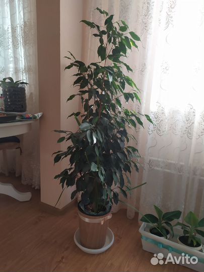 Фикусы бенжамина