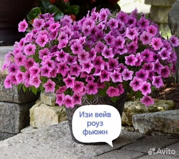 Петуния ампельная