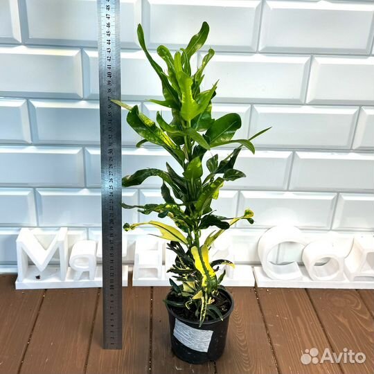 Кротон Джет Апельсин