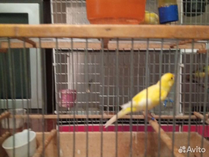 Кенара и канарейки