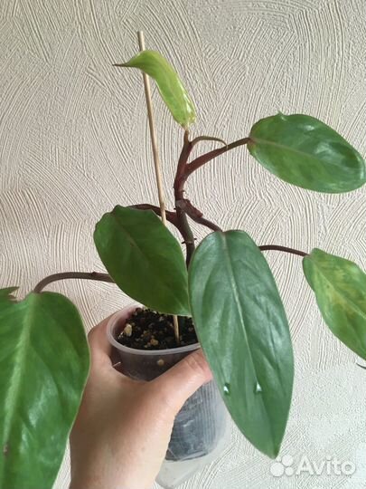 Филодендроны