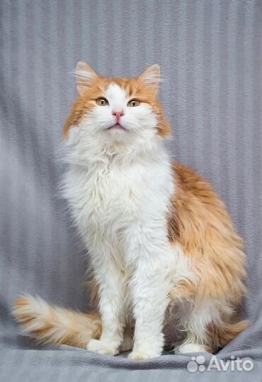 Самый человечный котик Еврик ждёт семью