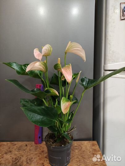 Антуриум Джоли розовый