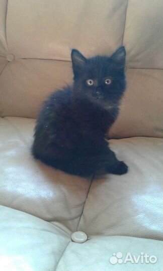 Котята в добрые руки бесплатно коты