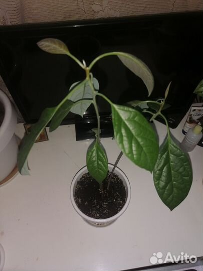 Авокадо дерево