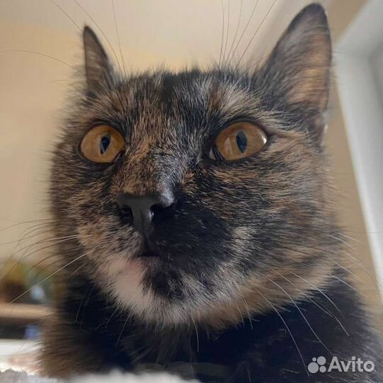 Кошка ищет дом
