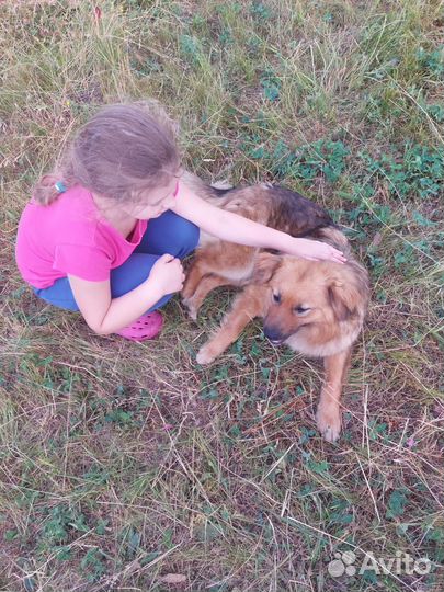 Передержка животных