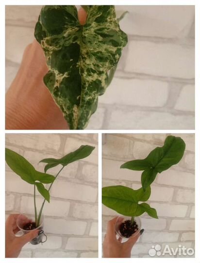 Цветы. Все по 100