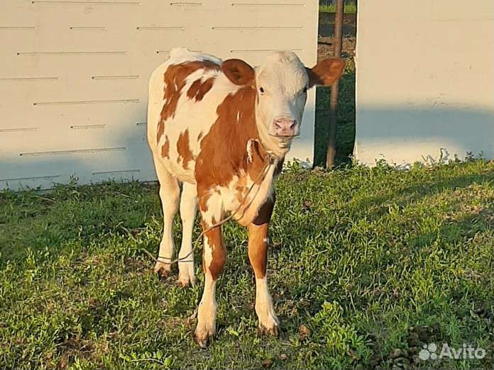 Телочка айрширская