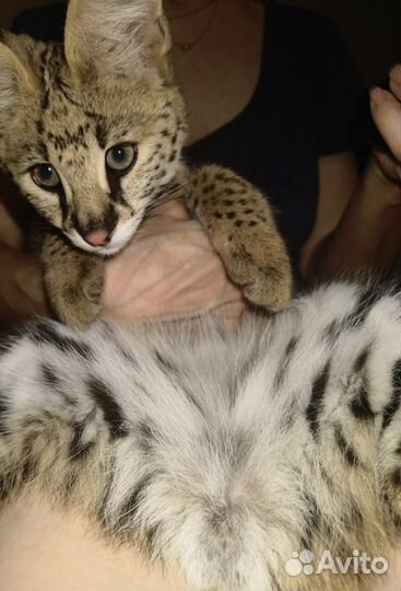 Саванна мальчик