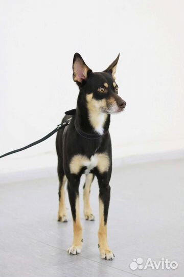 Щенок мальчик