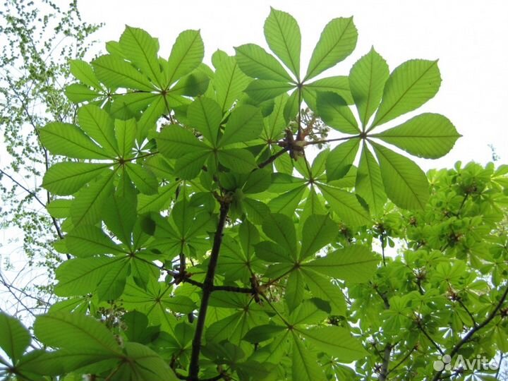 Саженцы каштана киевского