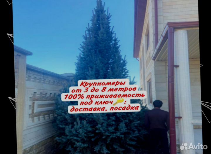 Высокие голубые ели крупномеры n-5780