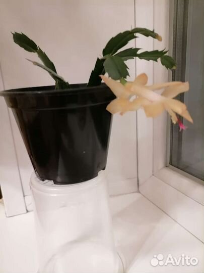 Декабрист желтый